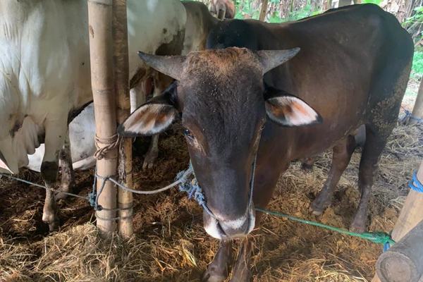 Penyembelihan Hewan Kurban di Kota Magelang Harus Prokes Ketat, Ini Ketentuannya