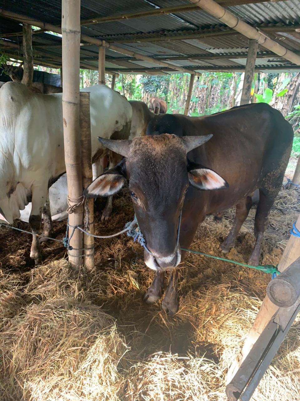 Penyembelihan Hewan Kurban di Kota Magelang Harus Prokes Ketat, Ini Ketentuannya